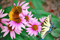 Butterflies feeding on coneflowers
