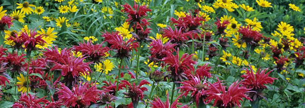 Native summer flowers in bloom