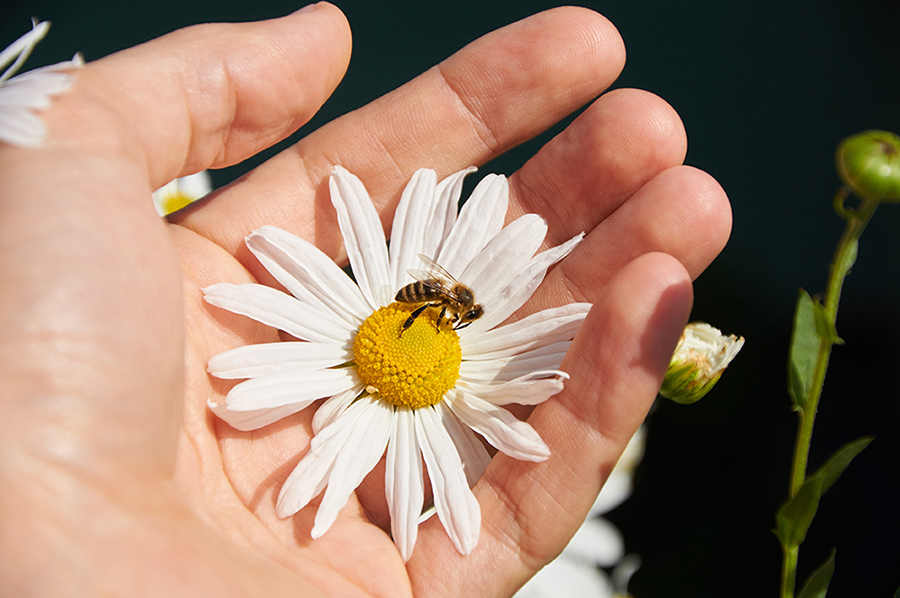 bee on hand