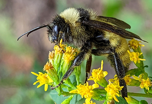 bee