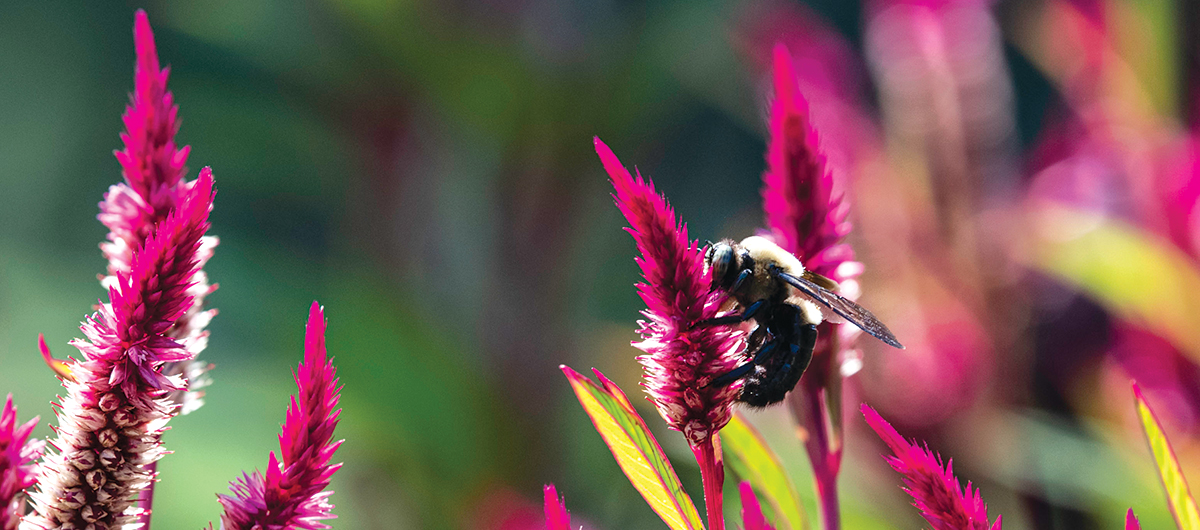 Bee vs wasp: what's the difference? - Discover Wildlife