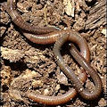 A pair of earthworms on dirt