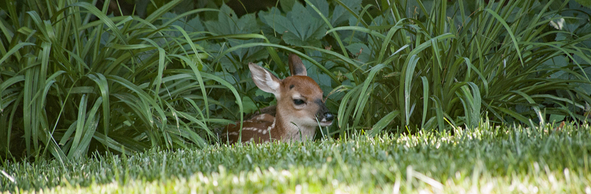 A fawn lies among daylily leaves