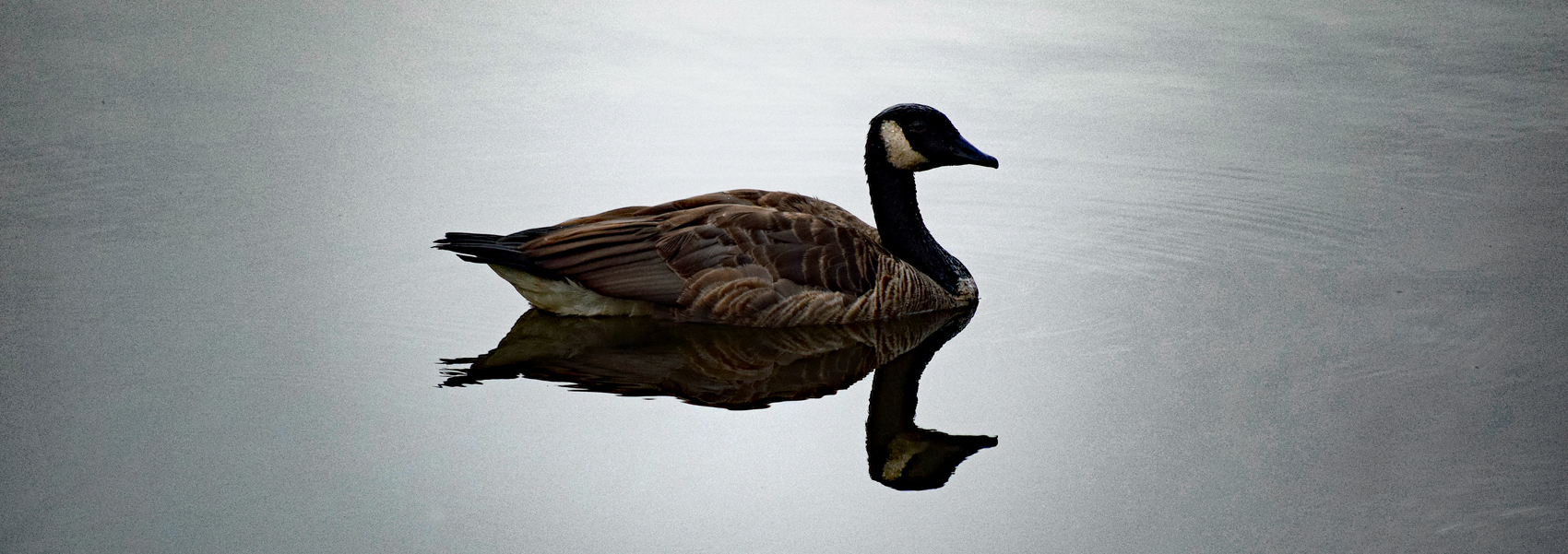 A Canada goose floats on a quiet pond