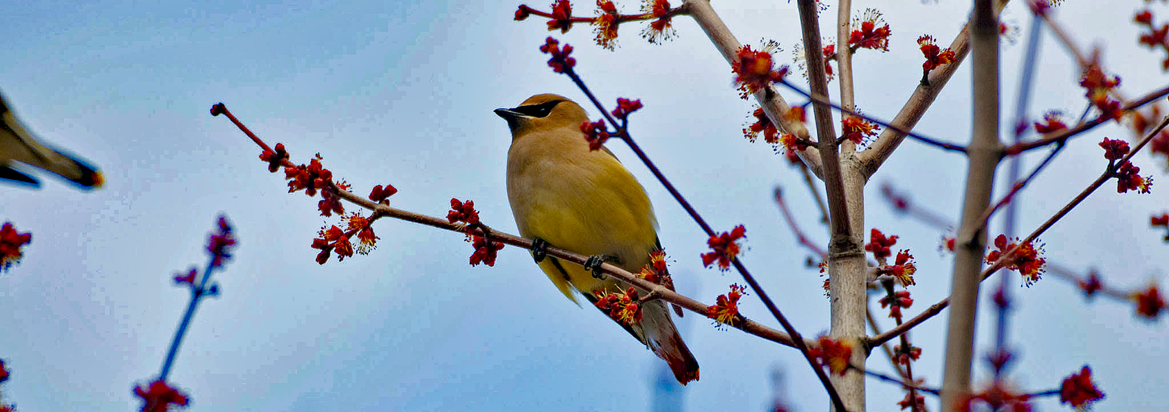 A cedar waxwing sits in a tree