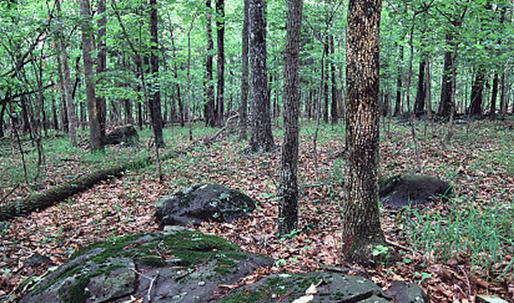 A wooded area in Elklick Preserve