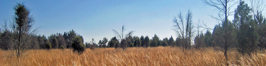 A field and trees in Elklick Preserve
