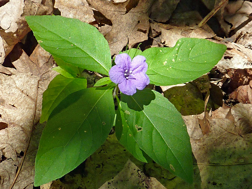 Hairy Ruellia blooming in Elklick Preserve