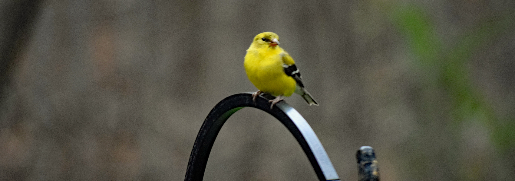A goldfinch sits stop a bird feeder pole