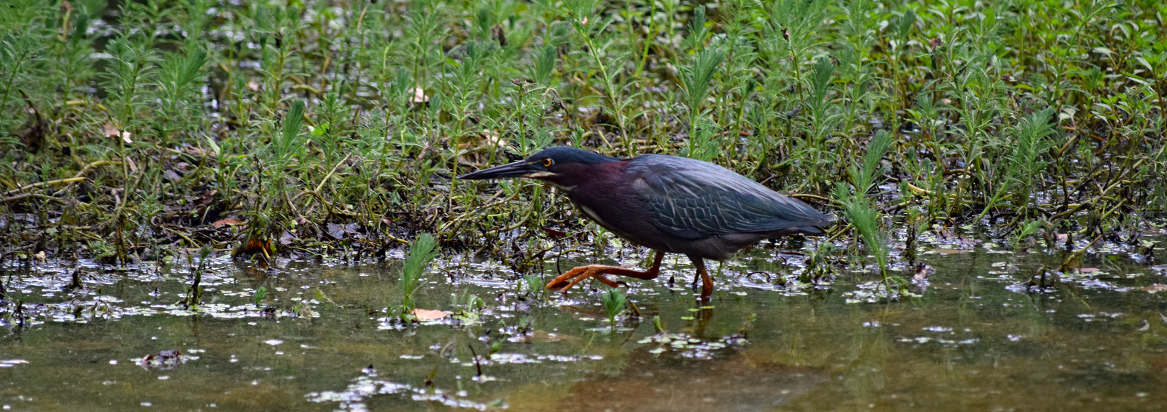 A green heron prowls the edge of a pond for food
