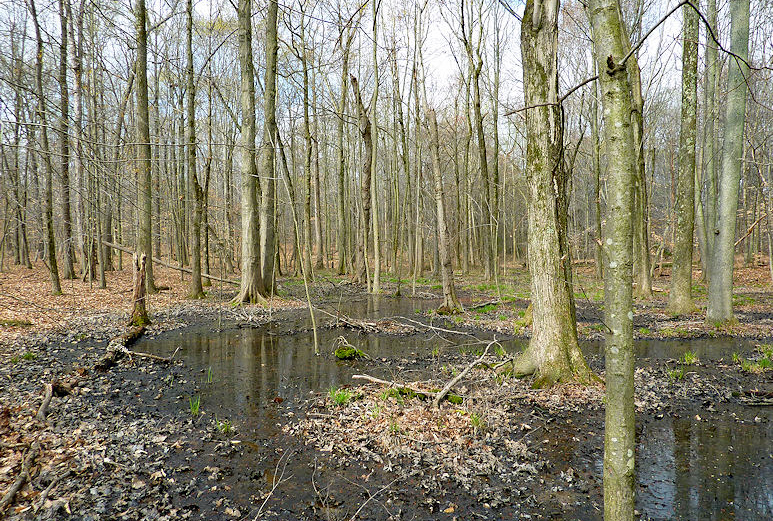 Vernal pools in Old Colchester Park