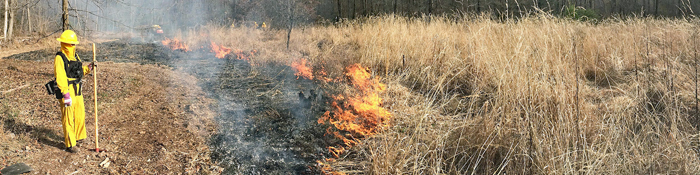 Small fire in a small field during a prescribed burn