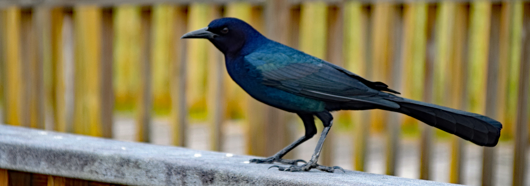 Young grackle sits on a rail