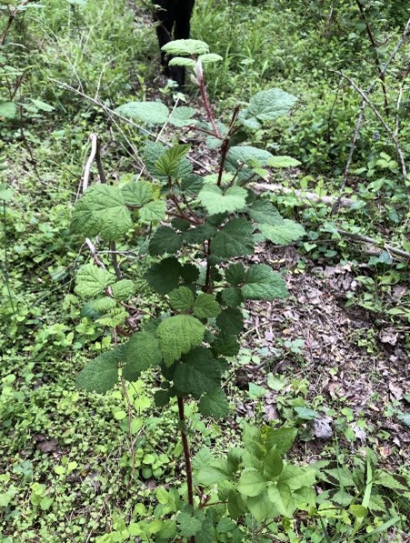 Wineberry