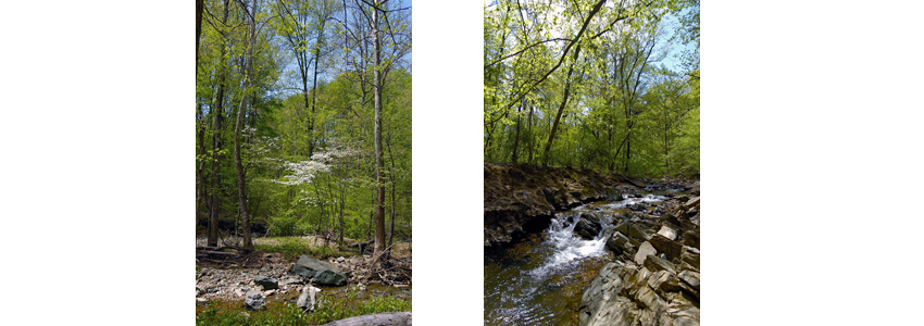 Woods and stream in Scott's Run Nature Preserve