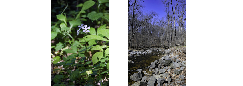 A summer flower aside leafless trees alongside a stream