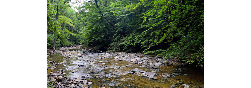 Creek waters gently rolling over shallow rocky path