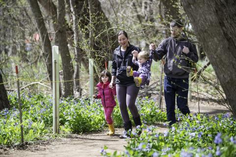 Bluebells