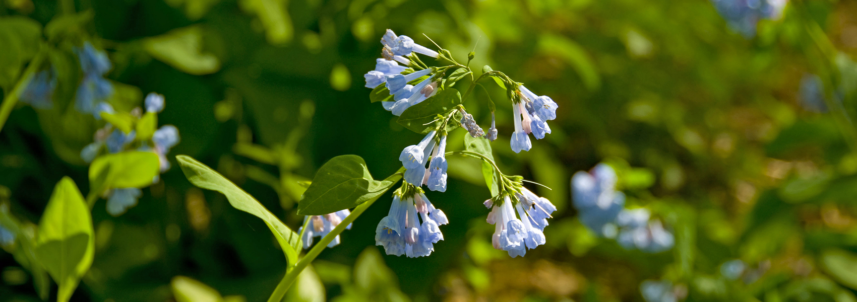 Bluebells in bloom