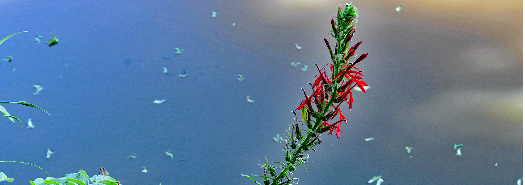 Cardinal flower starting to bloom