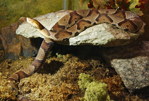 A copperhead