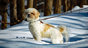 Small dog on a leash stands tall and at attention during a walk on a snowy path