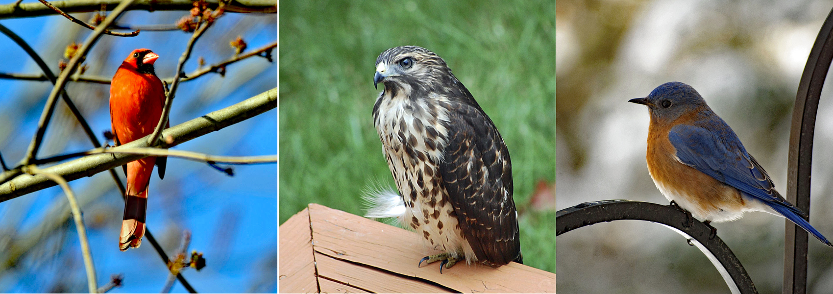 A cardinal, a hawk and a bluebird