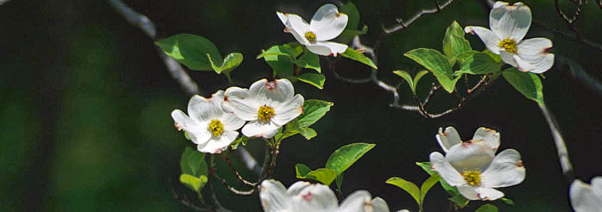 Dogwood flower open