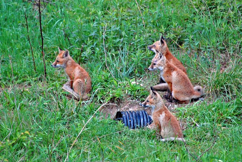 Four fox kits sit in a field near their den
