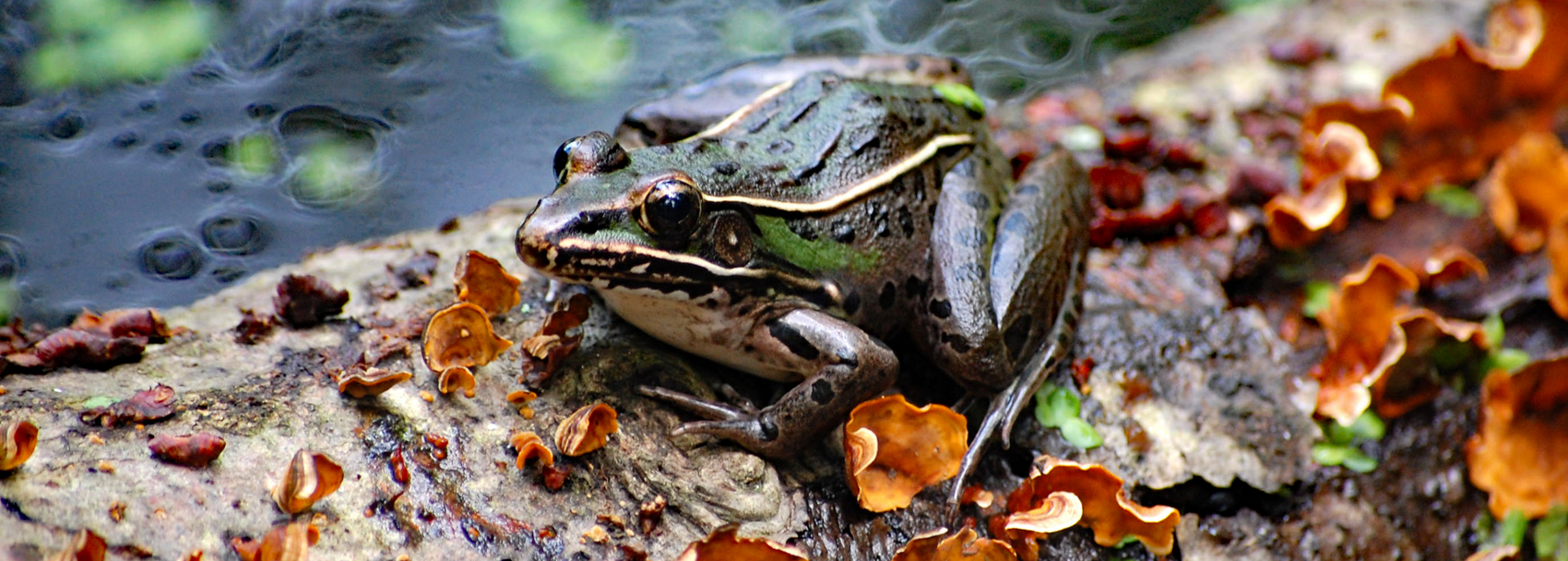 Frog sitting on a log