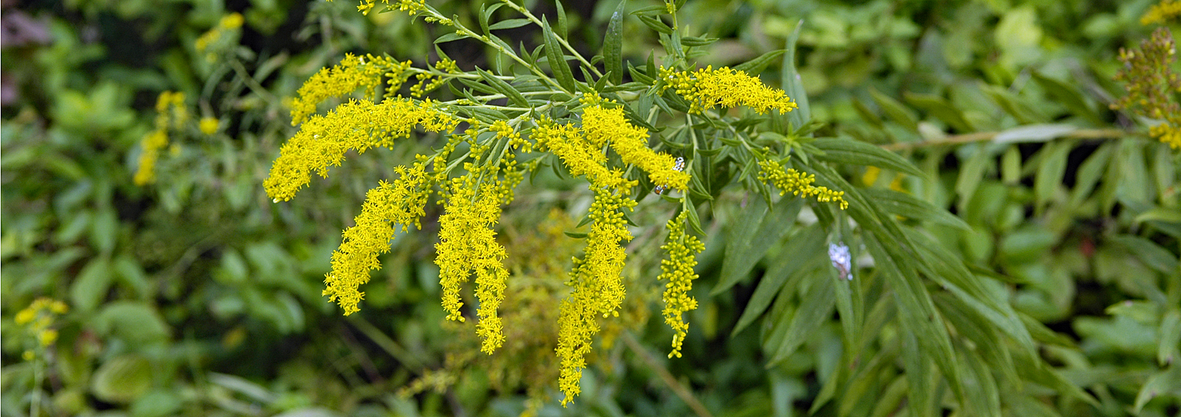 Goldenrod in bloom