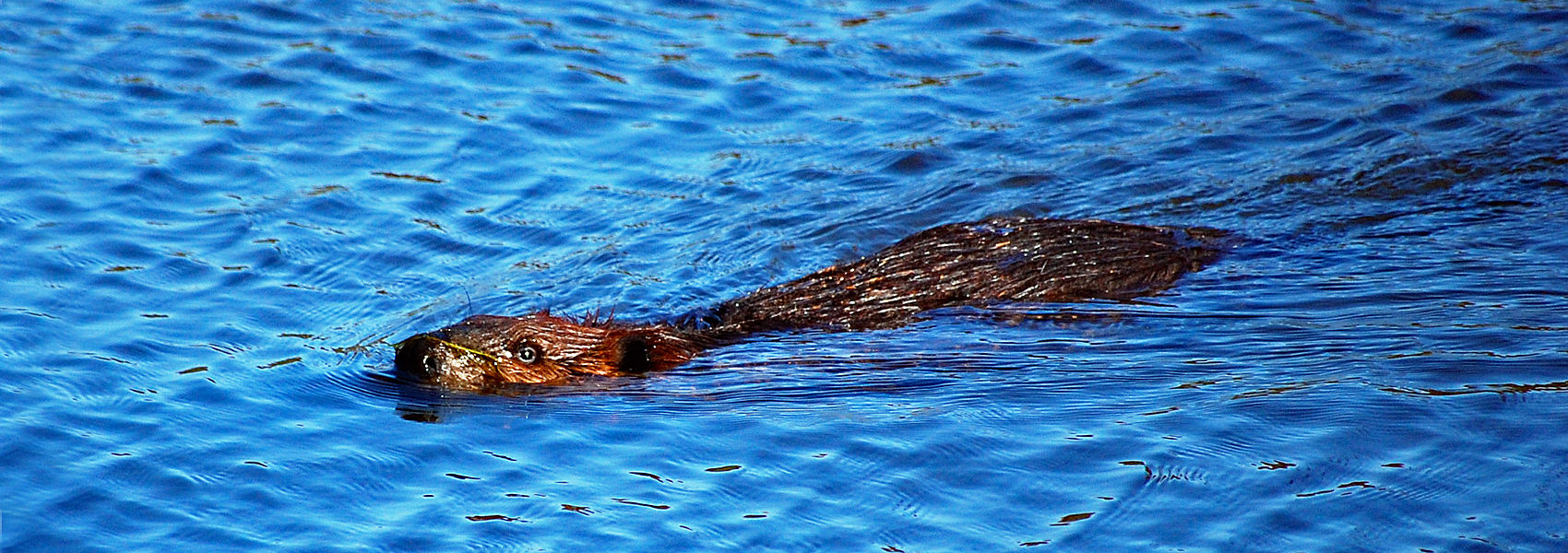 Beaver swimming