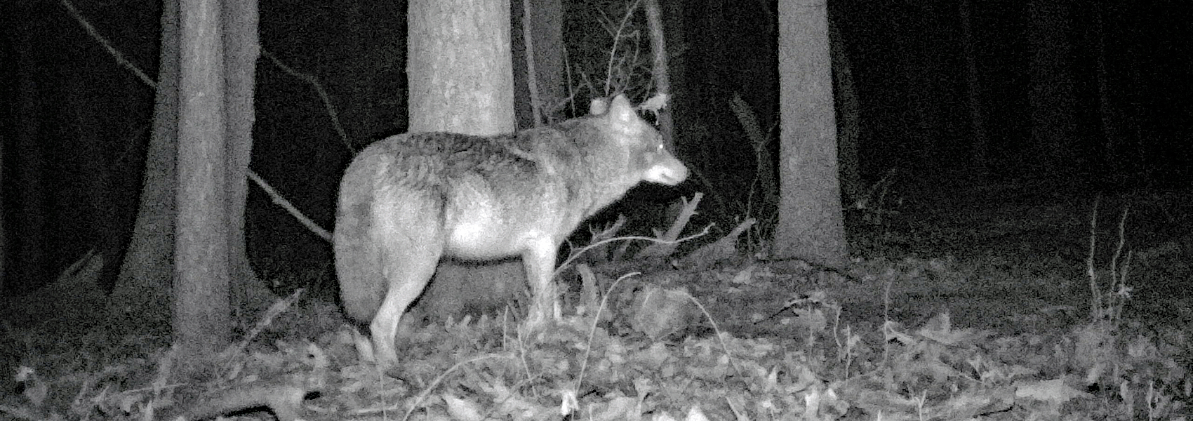Coyote walking in woods