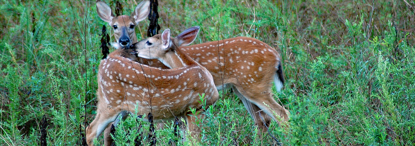 Two White-tail deer fawns play in a field
