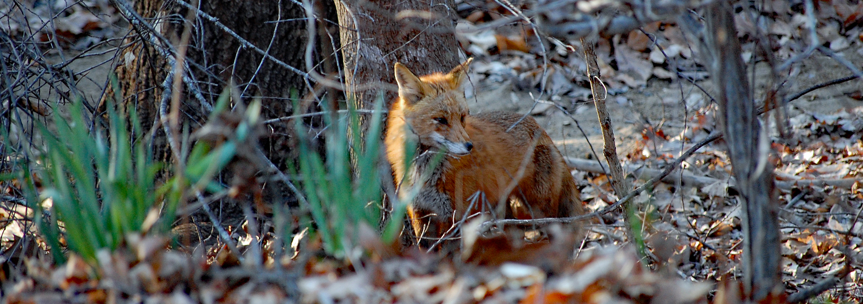 Red fox stands in a woods