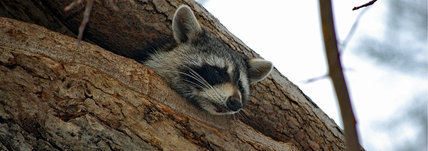 A raccoon peeks out from a split in a fallen tree