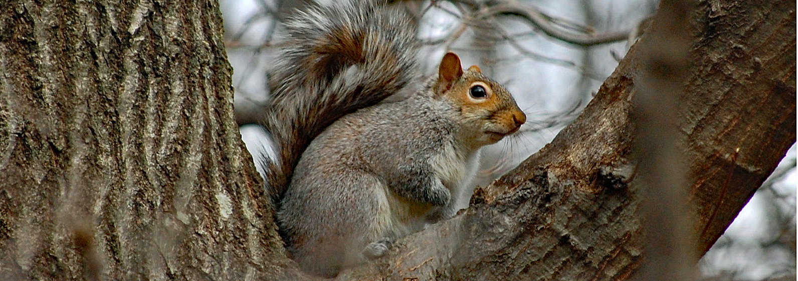 A gray squirrel sits in the fork of a tree