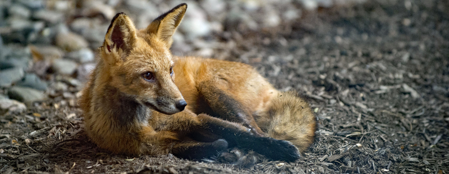 Red fox resting on the ground