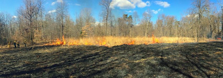 A blackened field is in the foreground. A long, small, controlled fire burns in the distance. 