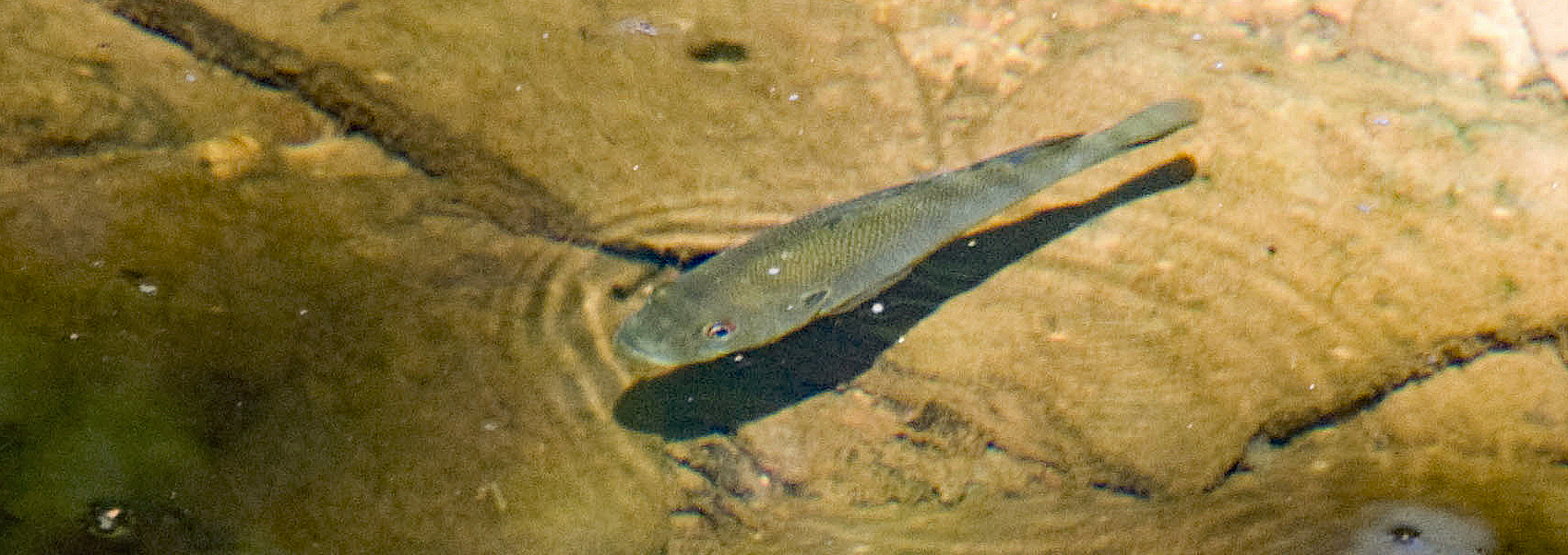 Largemouth bass in Walney Pond