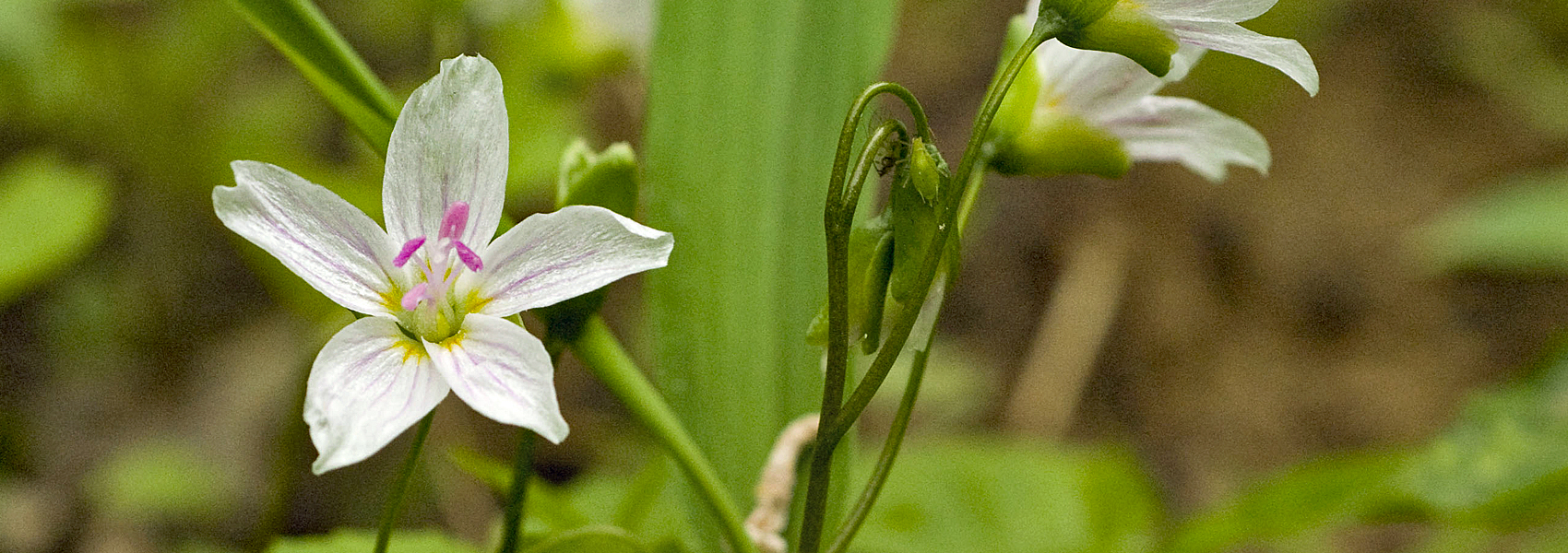 Spring beauty in bloom