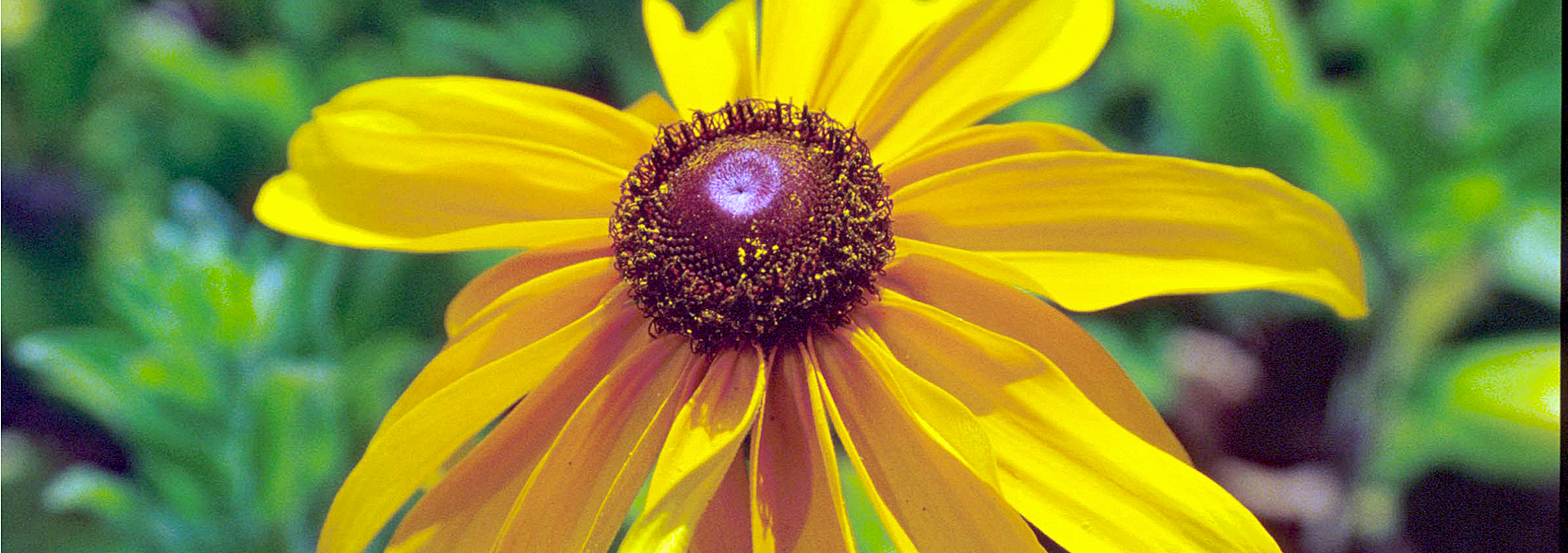 Daisy in bloom