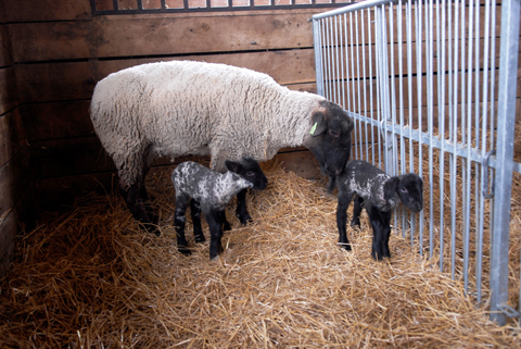 Suffolk the sheep and baby ram