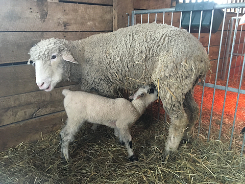 Meg, our Dorset Ewe delivered twin lambs