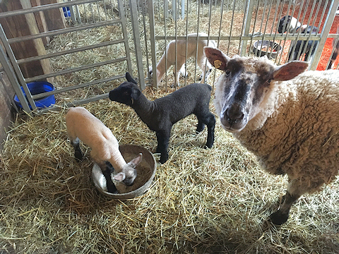 Our Dorset Cross ewe, named Speckle face delivered twin lambs