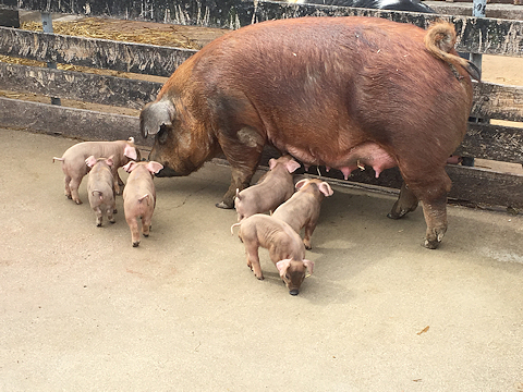 Lindsey Loham, delivered her first litter of piglets