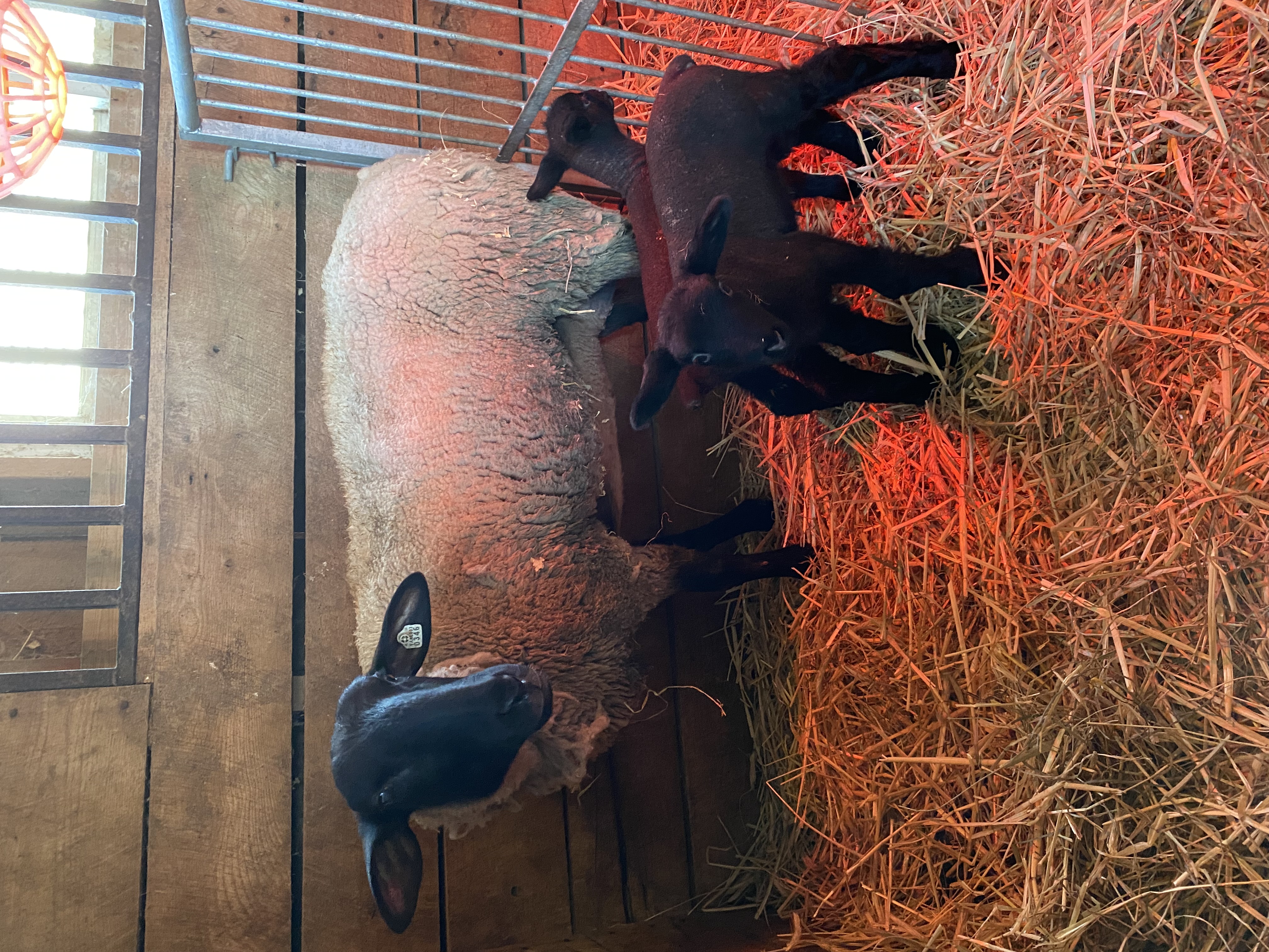 Bristol, a Suffolk ewe, delivered twins