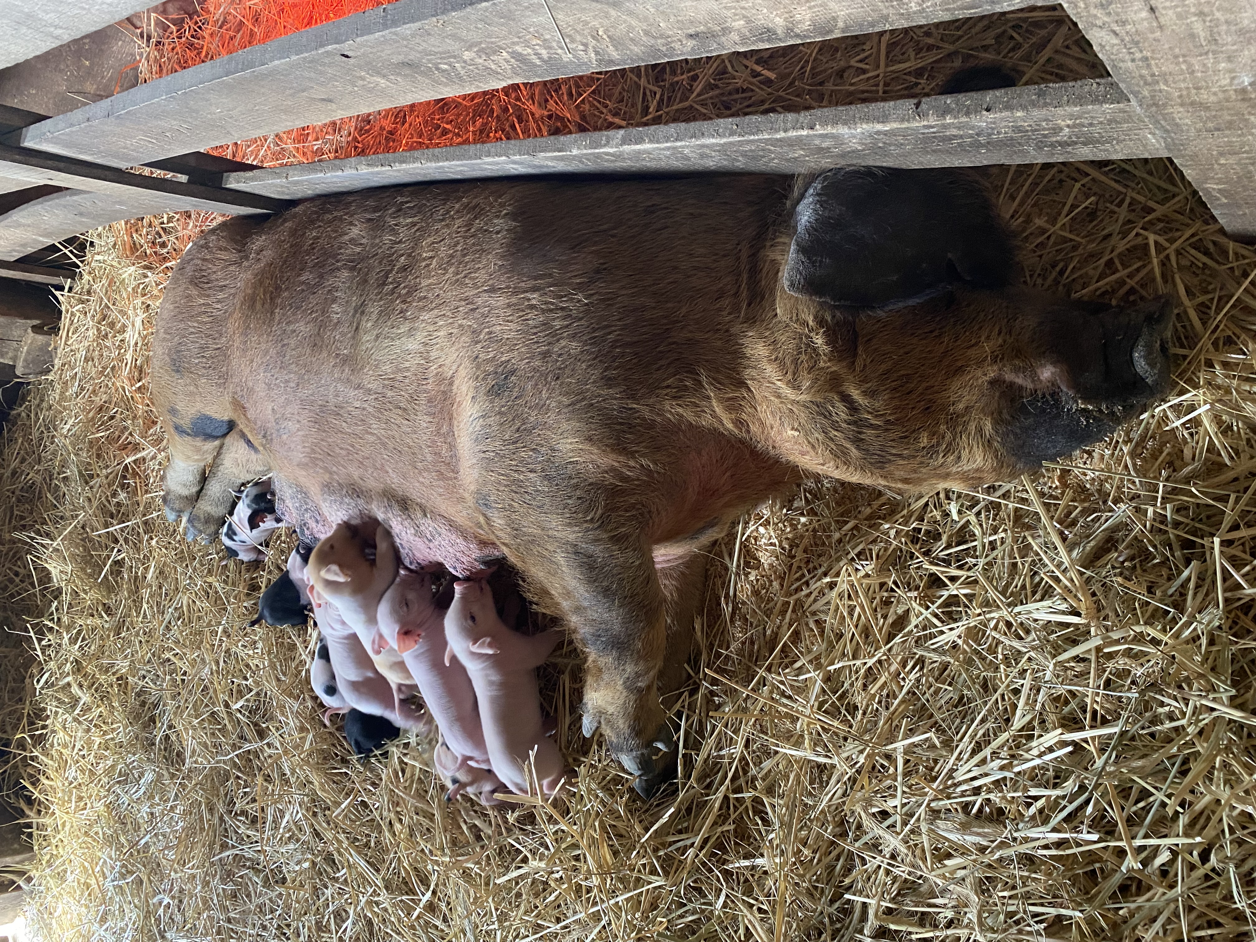 Dolly, a Duroc Cross sow, delivered piglets