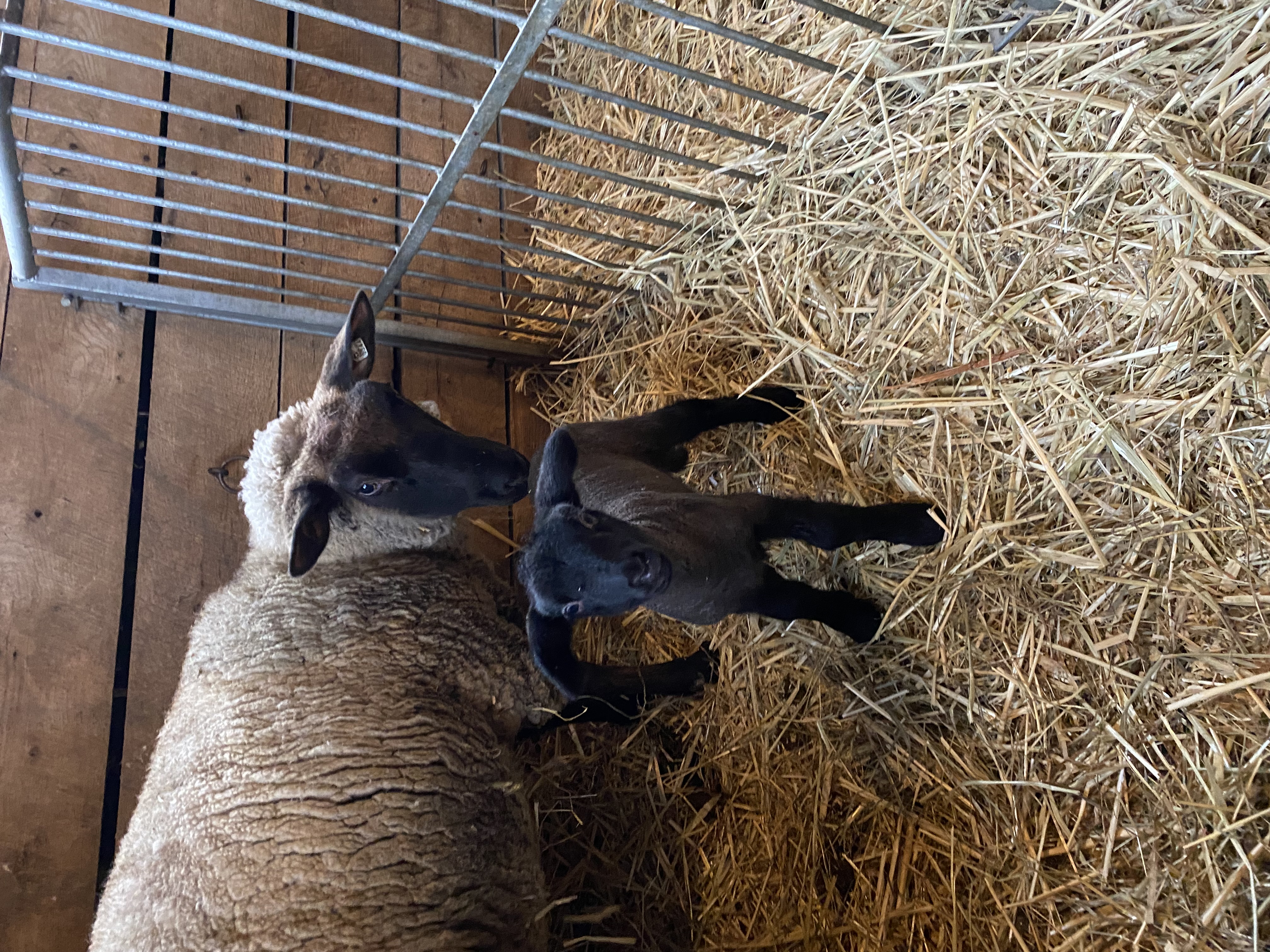 London, a Suffolk ewe, delivered a ewe