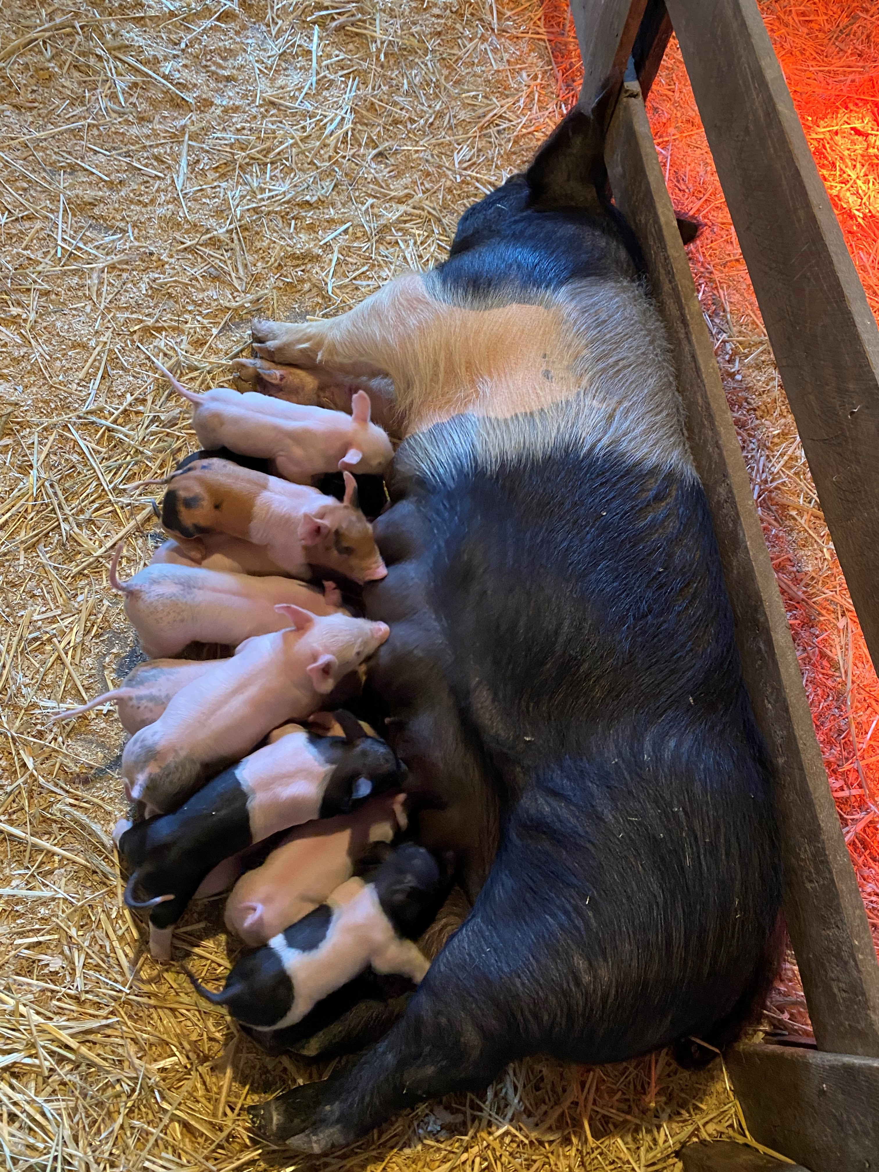 Nike, a Hampshire Cross sow, delivered her first litter of piglets
